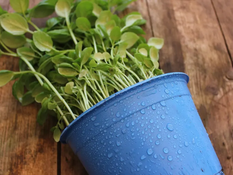 A mini herb growing kit