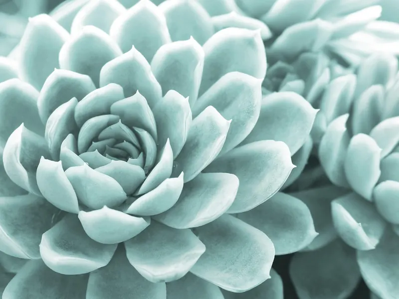 A mini succulent in a pot