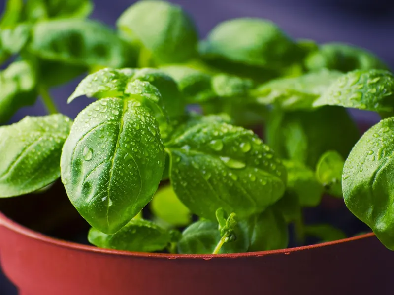 A windowsill herb growing kit
