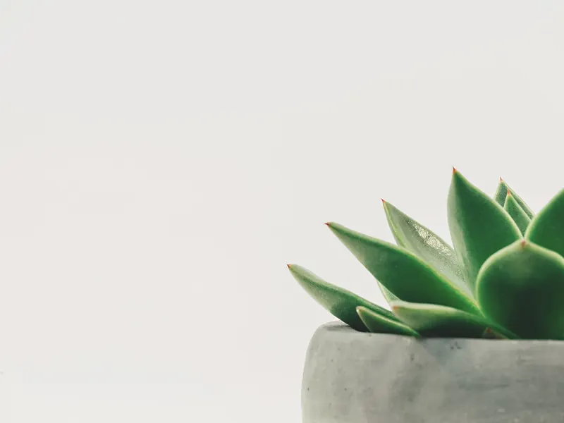 A potted houseplant