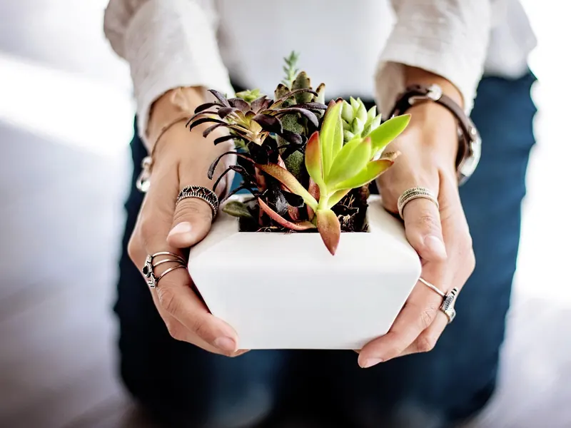 A small houseplant in a pot