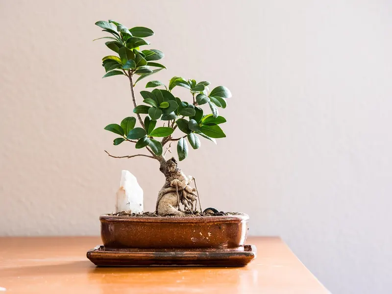 A houseplant in a ceramic pot