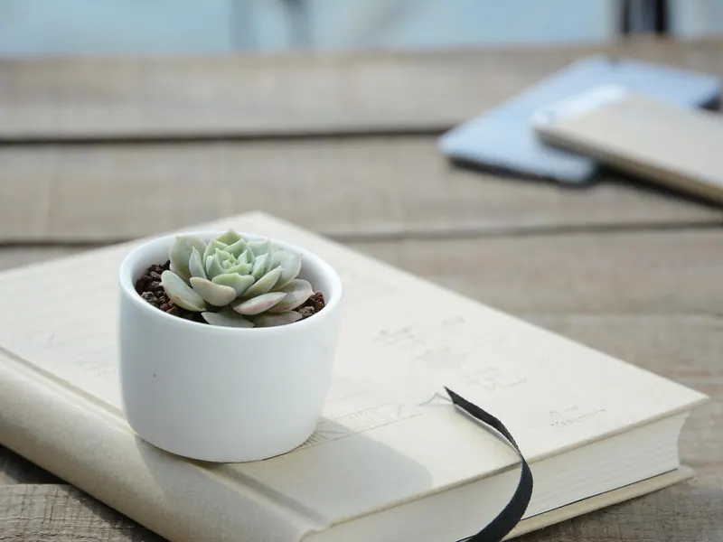 A desk succulent in a pot