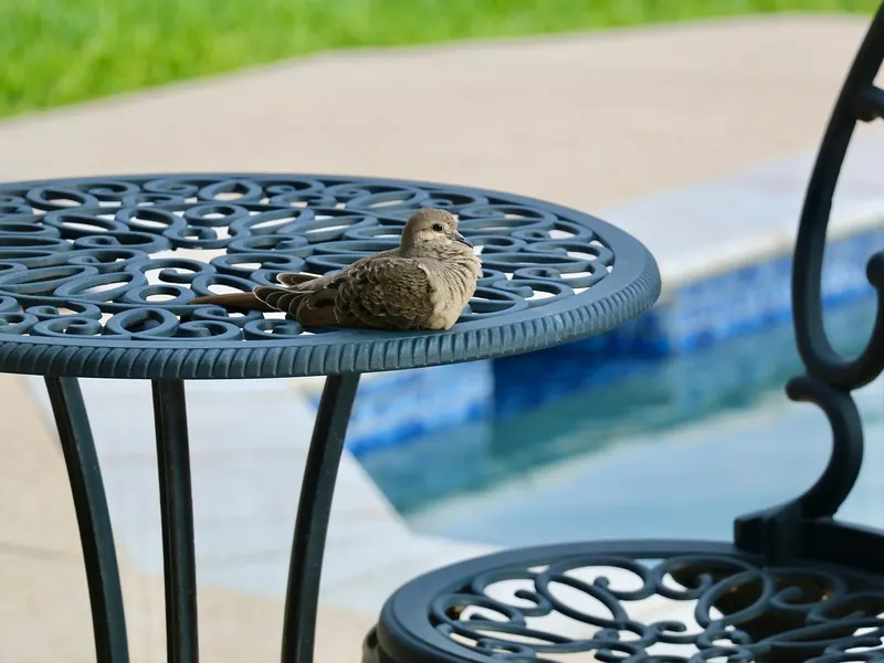 A bird table and feeder set
