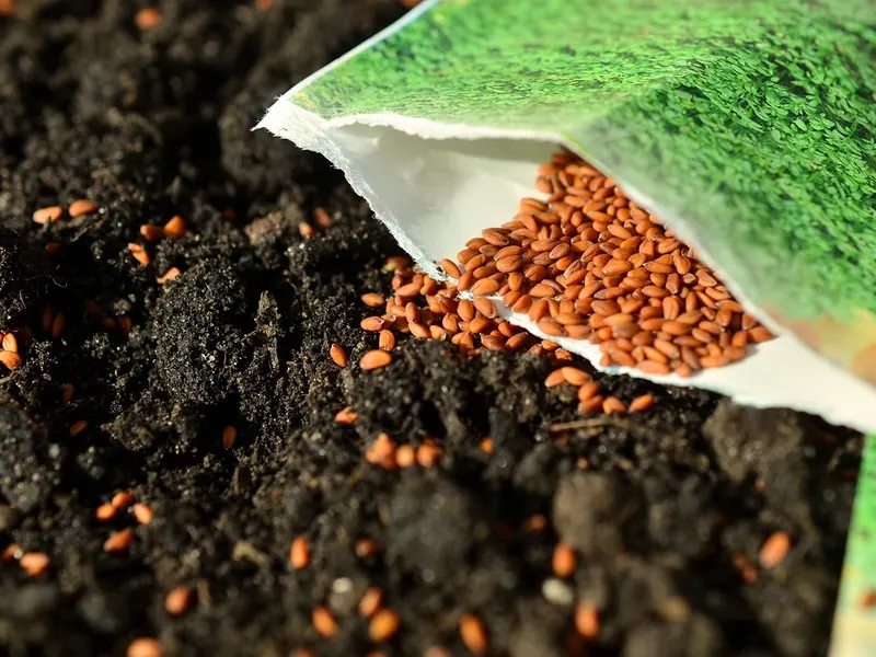 A seed and bulb collection