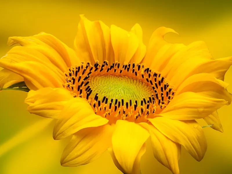 A garden centre gift card