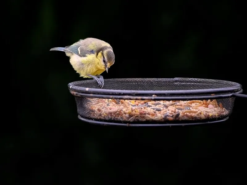 A bird feeder and seed set