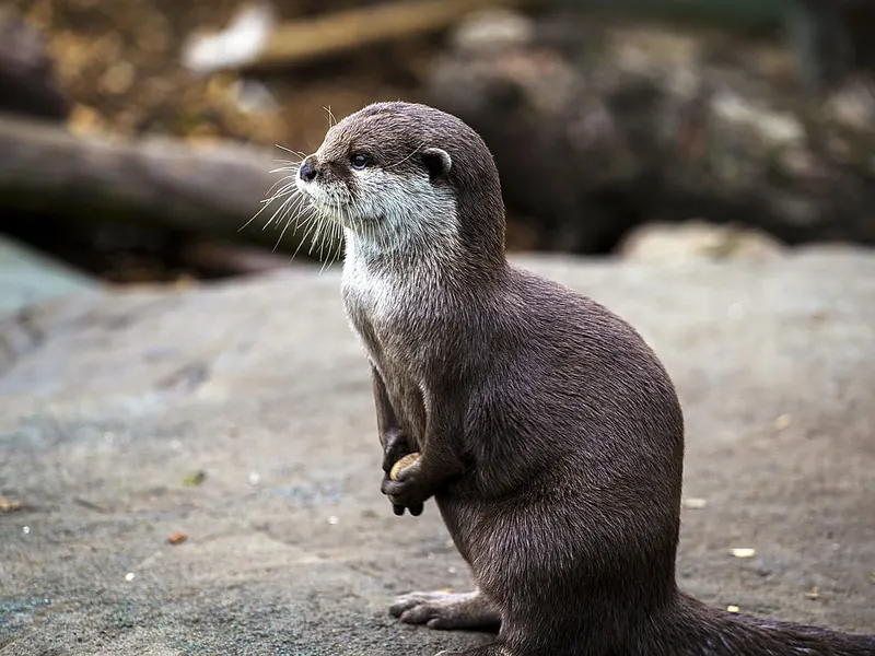 A wildlife charity adoption pack