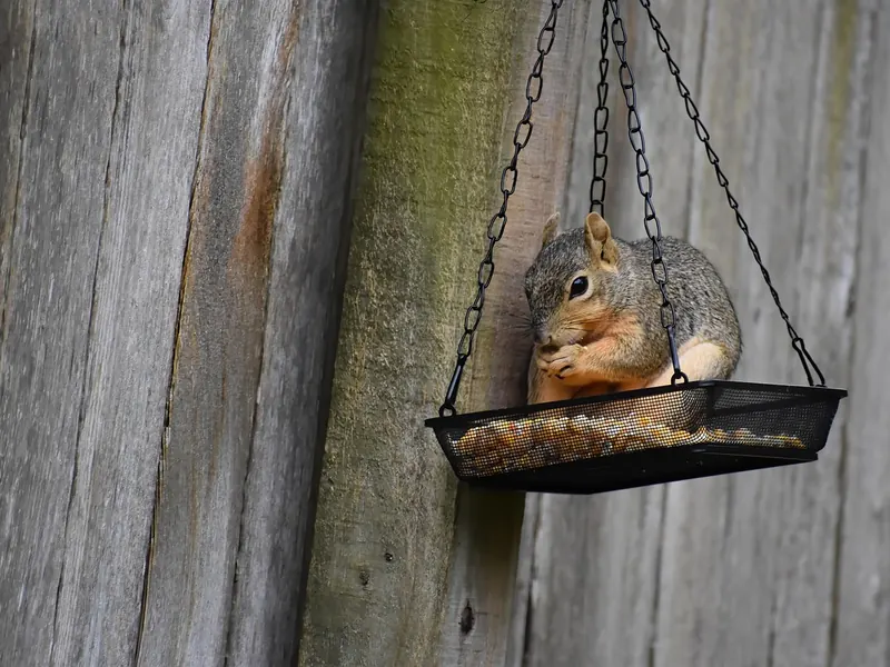 A hanging bird feeder set