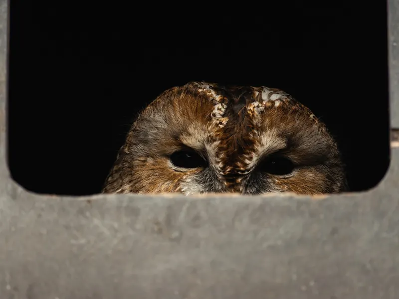 A wooden nest box