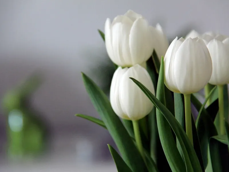 A tulip bouquet
